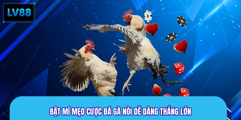 Bật mí mẹo cược đá gà nòi dễ dàng thắng lớn