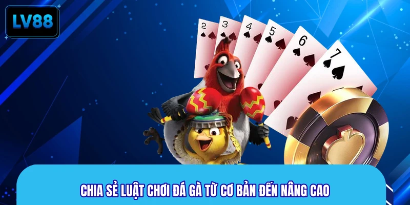 Chia sẻ luật chơi đá gà từ cơ bản đến nâng cao