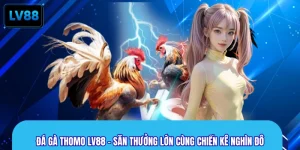 Đá Gà Thomo LV88 - Săn Thưởng Lớn Cùng Chiến Kê Nghìn Đô