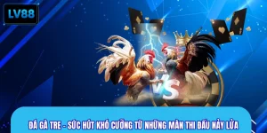 Đá Gà Tre - Sức Hút Khó Cưỡng Từ Những Màn Thi Đấu Nảy Lửa