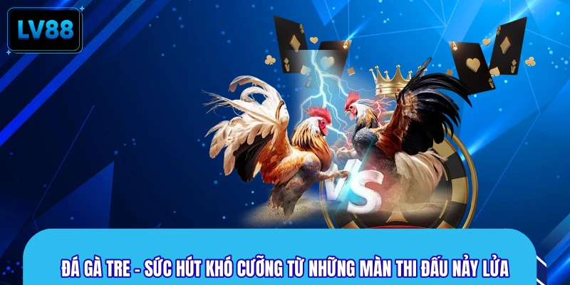Đá Gà Tre - Sức Hút Khó Cưỡng Từ Những Màn Thi Đấu Nảy Lửa